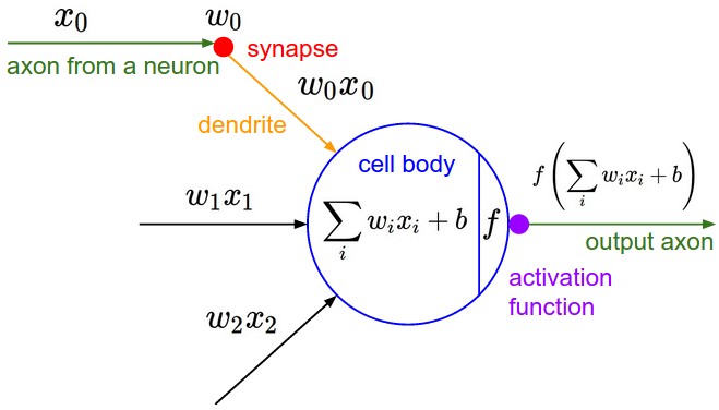 Mathematical model of neuron